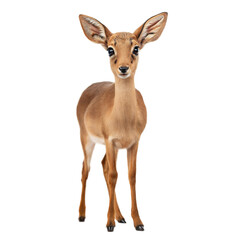 Fototapeta premium Dik Dik AI Generated Image