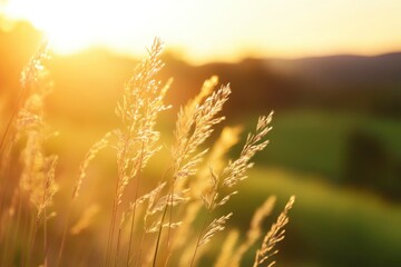 Obraz premium Golden Grass at Sunset, Evoking Tranquility