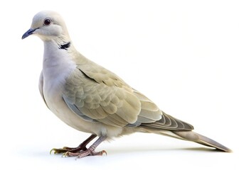 Fototapeta premium Ghughu (Eurasian Collared Dove) isolated on white background