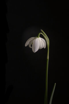 Snowdrop