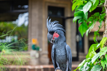 Black palm cockatoo with red cheek at Bali island