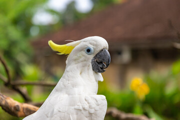 Pretty yellow-crested cockatoo (Cacatua sulphurea) posing in front of a camera. The yellow-crested cockatoo also known as the lesser sulphur-crested cockatoo