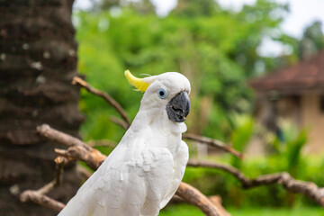 Pretty yellow-crested cockatoo (Cacatua sulphurea) posing in front of a camera. The yellow-crested...