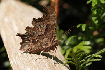 Closeup on a Map butterfly, Araschnia levana with closed wings in the garden