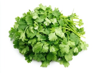 Fototapeta premium Freshly harvested cilantro bunch isolated on white, showcasing vibrant green leaves