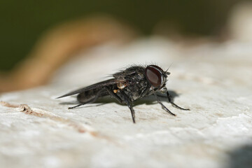 A detailed close-up shows a black Fannia fly with prominent red eyes perched on a light-colored surface.