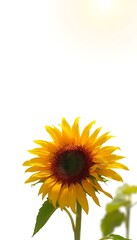 Naklejka premium Wilted Sunflower The Scorching Sun White Background