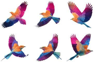 Obraz premium Colorful Lilac-Breasted Roller Bird in Flight: Vibrant Wildlife Photography, Exotic Bird Species, Nature Art Print, Flying Bird Image