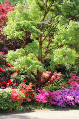 Rhododendrons and Azaleas