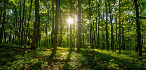 Naklejka premium A lush green forest with sunlight gently filtering through the dense foliage of tall trees, creating a serene and natural ambiance.
