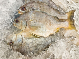 Several fish with the scientific name: Genyatremus luteus, from the Haemulidae family, preserved in ice, are commonly called in the state of Maranhão, northeastern Brazil: stonefish