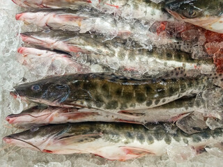Some Surubim or Pintado fish from the state of Maranhão, Brazil preserved in ice, a leathery, scaleless fish found along the Amazon River, whose scientific name is Pseudoplatyatoma fasciatum