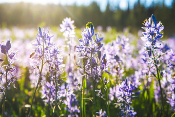 Obraz premium Honey Bee At Work In Wilderness