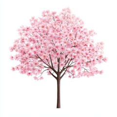 Obraz premium Elegant Cherry Blossom Tree in Full Bloom on a Bright White Background Without Shadows