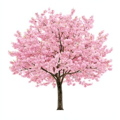 Obraz premium Elegant Cherry Blossom Tree in Full Bloom Against a Clean Background