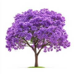 Obraz premium Stunning Jacaranda Tree Covered in Vibrant Purple Blossoms Against a White Background