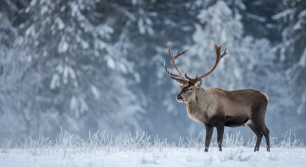 Obraz premium Majestic Stag in Winter Wonderland - A majestic stag stands proudly in a snowy winter forest, its antlers reaching towards the sky