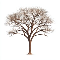 Obraz premium Majestic Mahogany Tree with Rich Dark Wood Texture Against a Plain Background