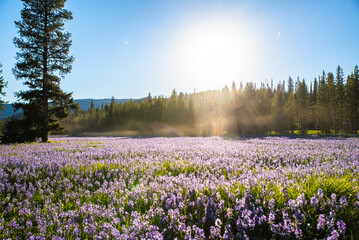 Sunny Day In Alpine Meadow