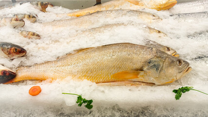 Some fish with the scientific name Macrodon ancylodon, preserved in ice, called pescadinha in the state of Maranhão, northeast of Brazil, South America.