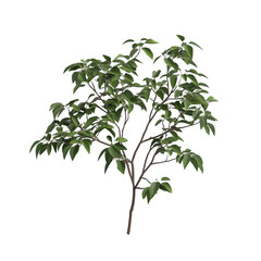 Fototapeta premium A tree with green leaves is shown on a white background. The tree is the main focus of the image, and it is a small, delicate plant. The white background emphasizes the tree's natural beauty