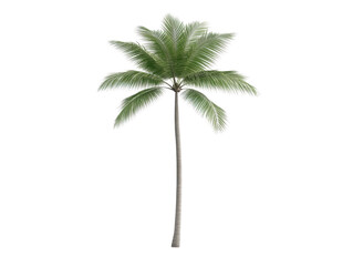 A tall palm tree stands alone on a white background. The tree is the main focus of the image, and its height and slender trunk give it a sense of strength and stability