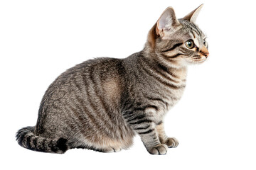 Obraz premium Side profile of a charming gray tabby cat with soft fur and delicate whiskers, softly lit to highlight its features.