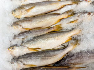 Some fish with the scientific name Macrodon ancylodon, preserved in ice, called pescadinha in the state of Maranhão, northeast of Brazil, South America.