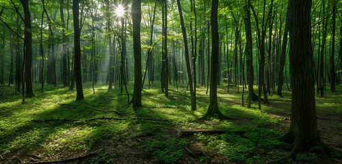 Obraz premium A lush green forest with sunlight gently filtering through the dense foliage of tall trees, creating a serene and natural ambiance.
