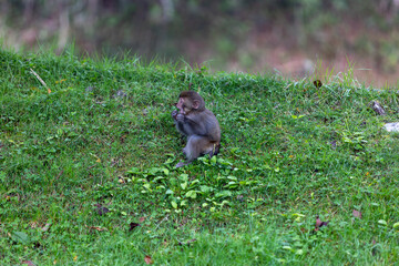Baby snow monkey 