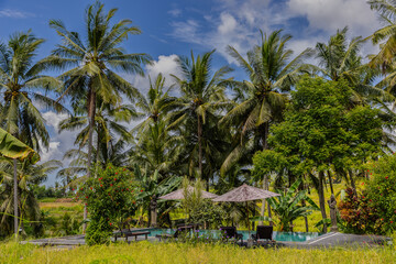 Obraz premium terraced Rice fields Farms in Ubud the Balanese island known as the land of the gods on the beautiful Island of Bali Indonesia 