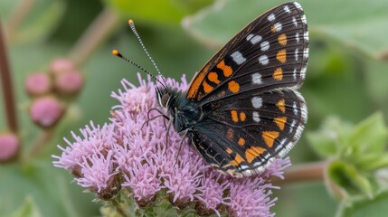 Obraz premium Close up of a black and orange butterfly with white spots perched on a vibrant purple flower. Soft green background.