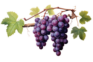 Obraz premium Branch of grapevine