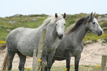 Horses in a field by the sea with the wind in their manes - Chevaux dans un champ en bord de mer...