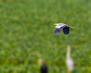 A Grey Heron