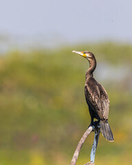 A cormorant