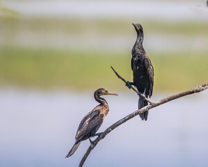 A Couple of Cormorant resting on a tree