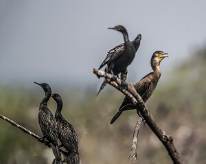 A cormorant