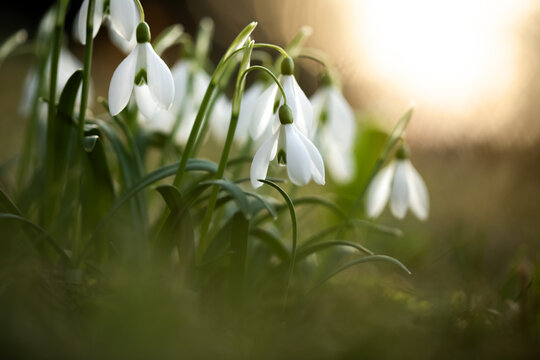 przebiśniegi wiosenne, snowdrop	