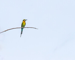 A Blue tail Bee eater