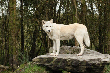 Fototapeta premium white wolf standing on a rock, woodland behind