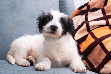 A small black and white puppy is comfortably laying on a blue couch