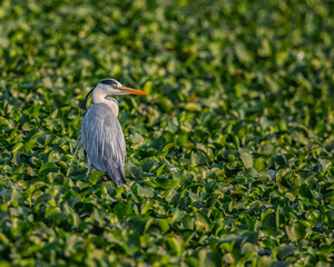 A Grey Heron