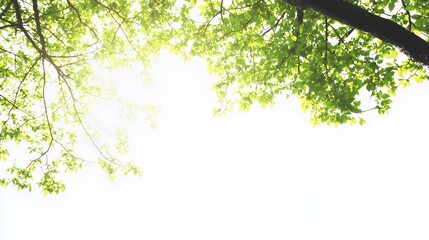 Bright Sunlight Through Lush Green Leaves