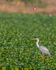 A Grey Heron