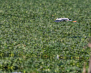 A Grey Heron
