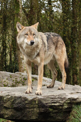 portrait of a wolf on a rock with a forest of trees in the background