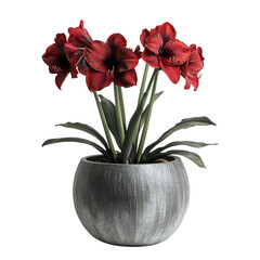 Obraz premium A Potted Amaryllis Plant with Large Red Flowers Isolated on Transparent Background