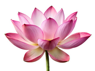 Fototapeta premium lotus flower isolated on transparent background