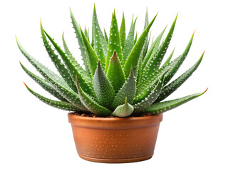 aloe vera plant isolated on transparent background